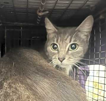 Photo of ROSEMARY
