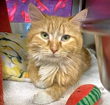 Photo of Saffron