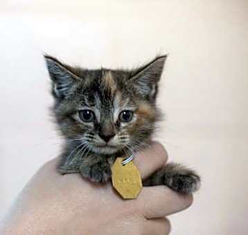 Photo of Kit kat