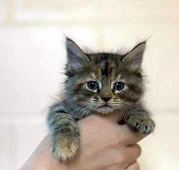 Photo of Butterfinger