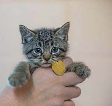 Photo of Snickers