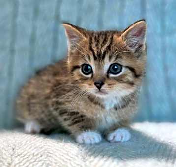 Photo of Puma   (Bonded to Nike)