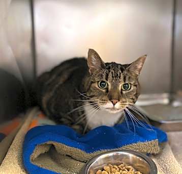 Photo of Tabby