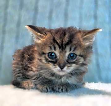 Photo of Nike  (Bonded to Puma)