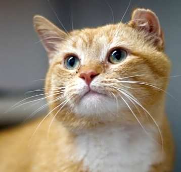 Photo of Easton