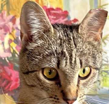 Photo of Nacho Cheese - Saucy Golden Tabby