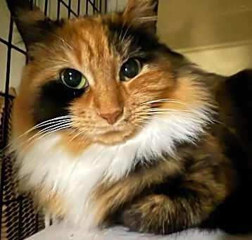 Photo of Soprano