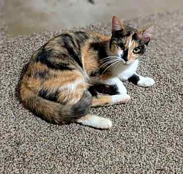 Photo of Calico kitty