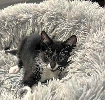 Photo of Tux