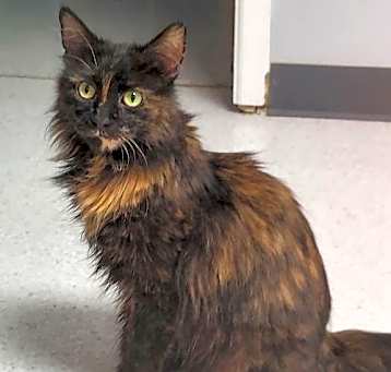 Photo of Queenie