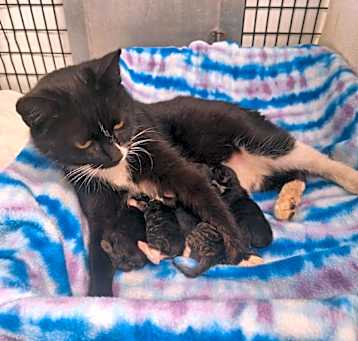 Photo of Bootsy Black Cat