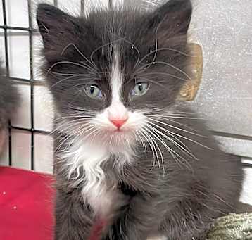 Photo of Princess Peaches_Tuxedo Bobtail