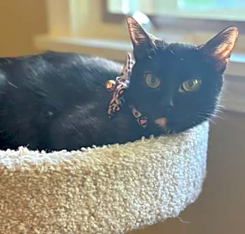 Photo of Angel