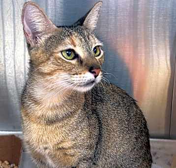 Photo of Saffron