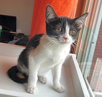 Photo of Boston Cream
