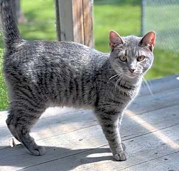Photo of Misty