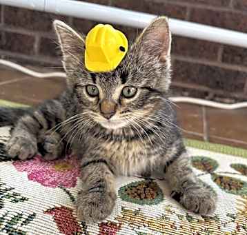 Photo of Forklift @Nine Lives Cat Cafe