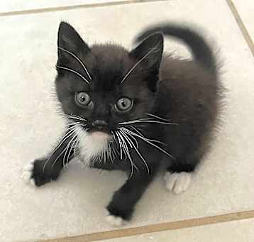 Photo of Kitty