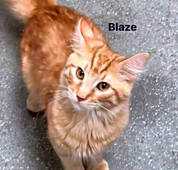 Photo of Blaze