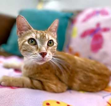 Photo of Clementine Cutie