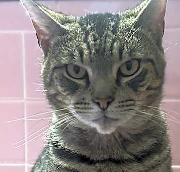 Photo of Bub