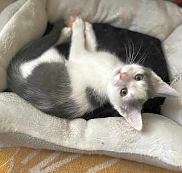 Photo of Caterpillar @NIne Lives Cat Cafe