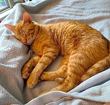 Photo of Pancho