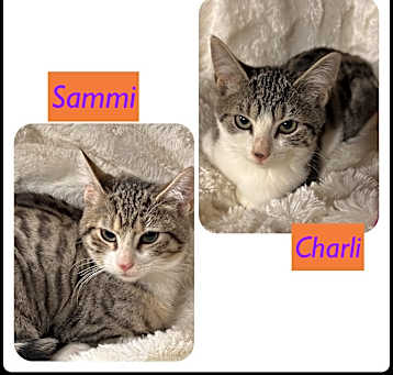 Photo of Charli and Sammi