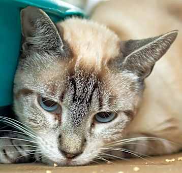 Photo of Contessa