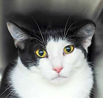 Photo of Patches