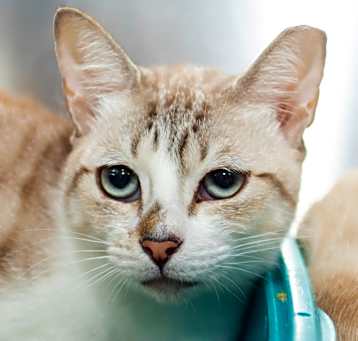 Photo of Vanilla