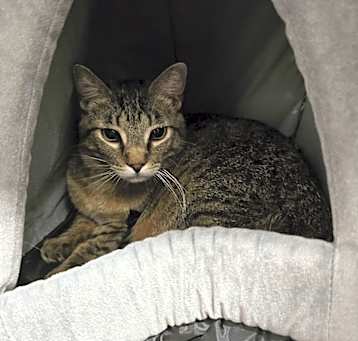 Photo of Clyde