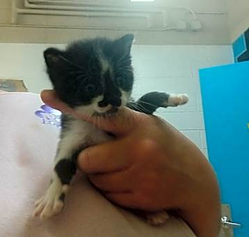 Photo of Tux