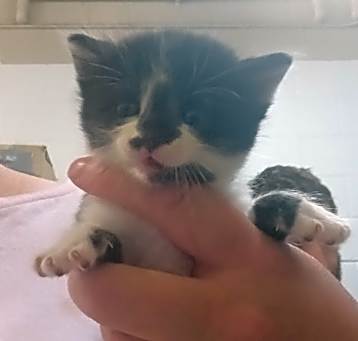 Photo of Oreo