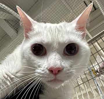 Photo of Cleo