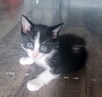 Photo of Kittens