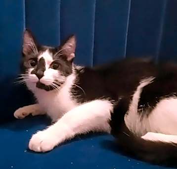 Photo of Oreo
