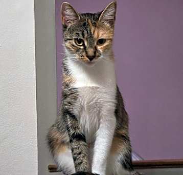 Photo of Tinkerbell
