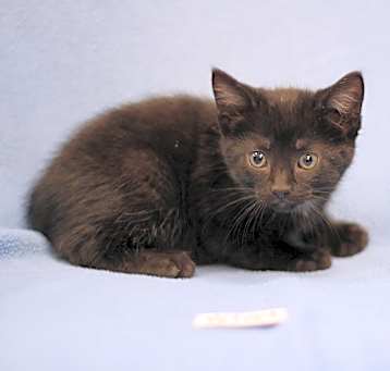 Photo of Velvet