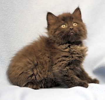 Photo of Smokey