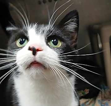 Photo of Lancelot