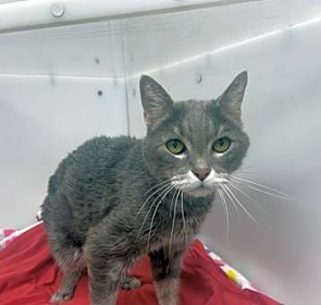 Photo of Cat