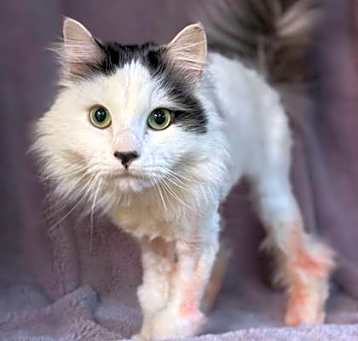 Photo of Tuna Catserole