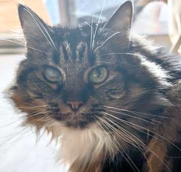 Photo of Wicker