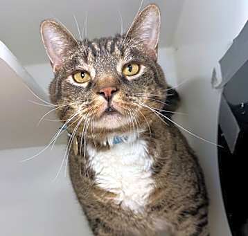 Photo of Ranger