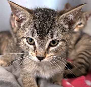 Photo of Juniper- I am at PetSmart Nort