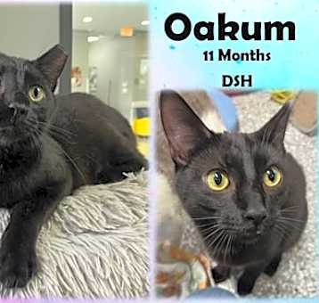 Photo of Oakum