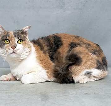 Photo of RUE