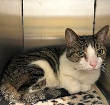 Photo of Kitty