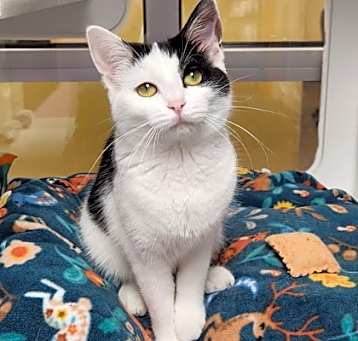 Photo of Scarlet